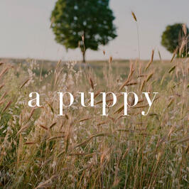 a puppy